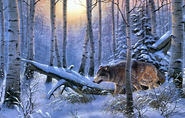 Picture winter, forest, nature, wolf, derk hansen