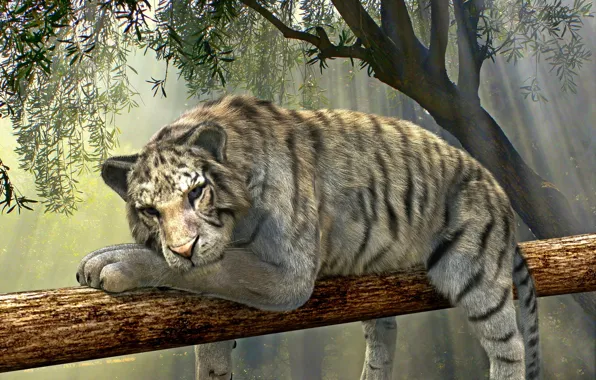Nature, tiger, tree, branch, lies, wild