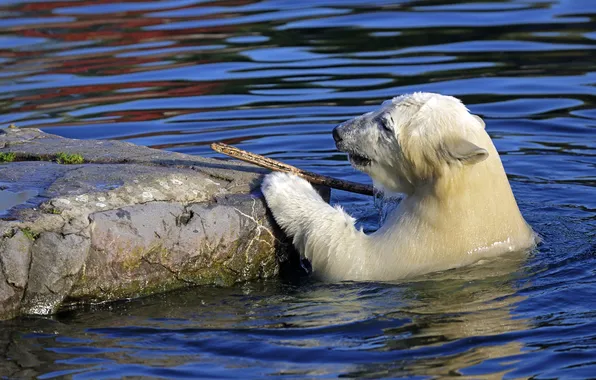 Face, water, light, pose, stone, paw, bear, bathing