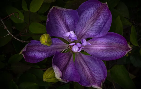 Purple, macro, buds, clematis