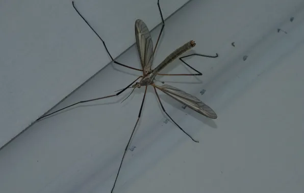 Autumn, the fence, insect, the mosquito