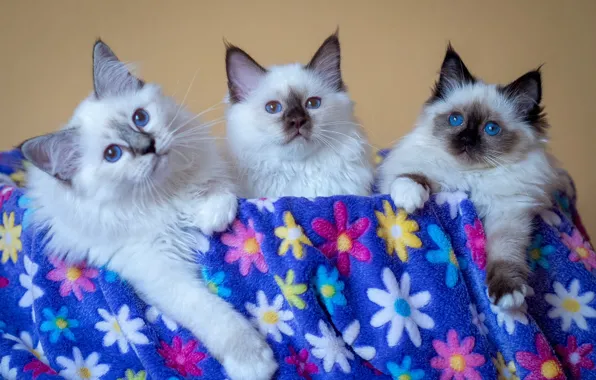 Look, cats, kittens, plaid, blue eyes, flowers, trio, three kittens