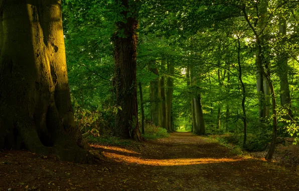 Picture forest, the sun, light, trees, foliage, path