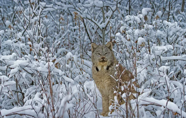 Picture winter, cat, Montana, USA, Canadian lynx