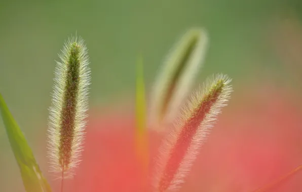 Picture grass, light, nature, plant