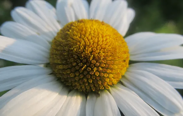 Picture chamomile, petals, the middle, makr