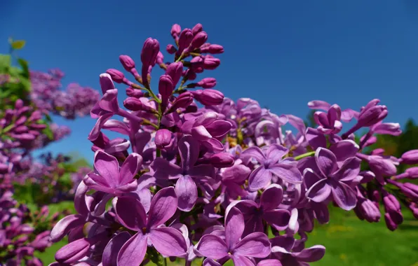 Picture macro, brush, lilac, inflorescence