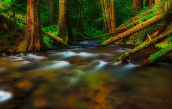 Trees, river, hdr, USA, Washington, Skamania