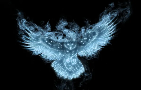 Look, owl, wings, black background