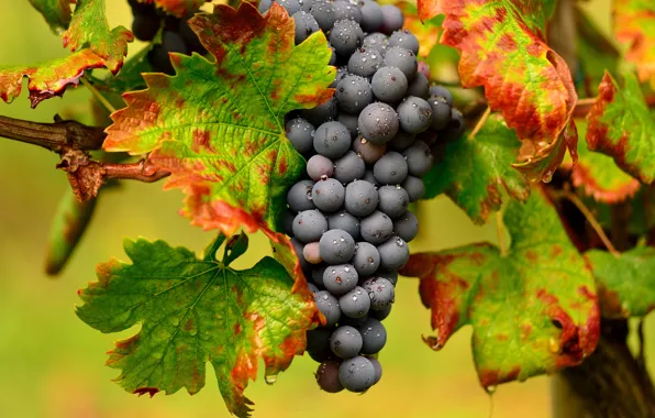 Macro, grapes, bunch, vine