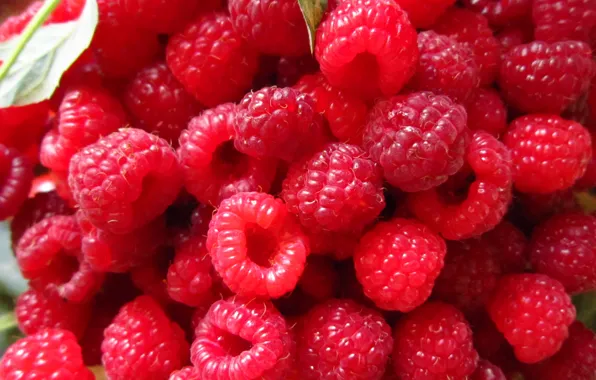Picture macro, raspberry, berry, red