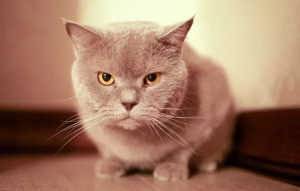 Cat, girl, photographer, girl, photography, photographer, Alexander Grinev