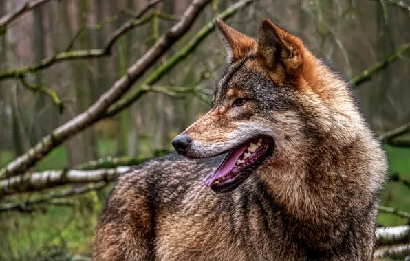 Predator, animal, wolf