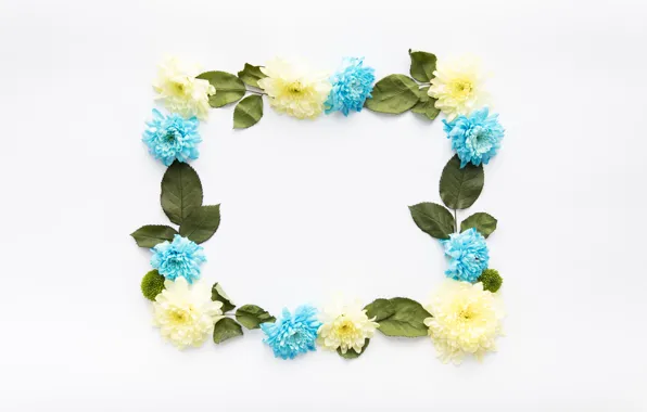White background, Blue, leaves, Yellow, decor, asters, Frame, asters