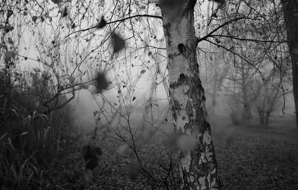 Autumn, nature, birch