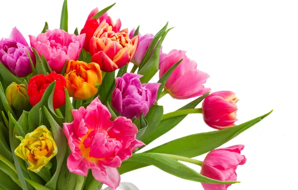 Colorful, tulips, flowers, tulips, bouquet