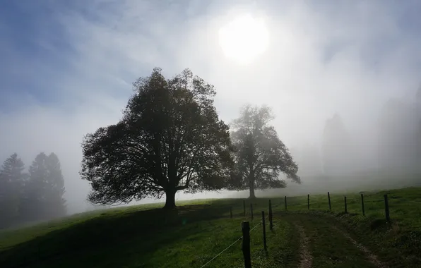 Picture light, landscape, fog, morning