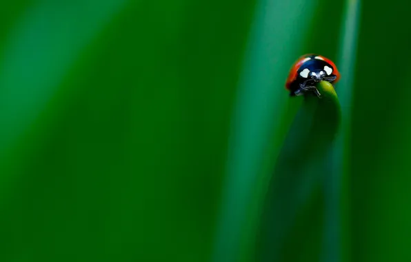 Picture greens, ladybug, where now