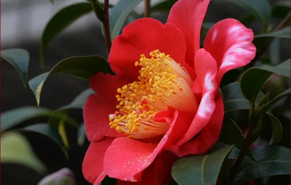 Picture red, red, Camellia, Camellia