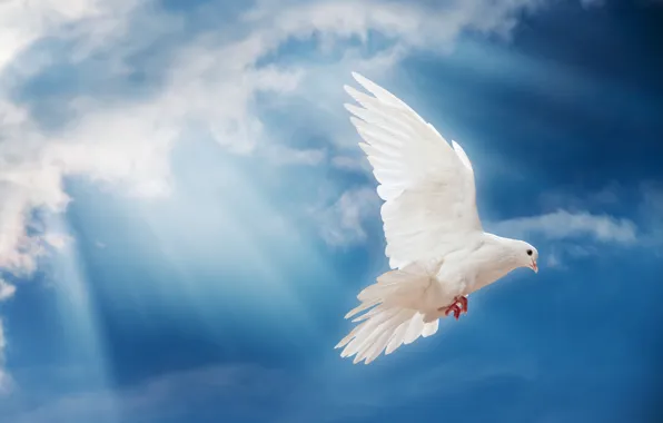 Wallpaper the sky, light, bird, the world, white, peace, the rays of ...