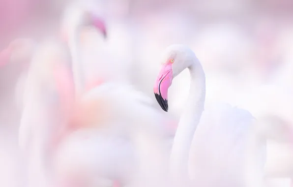 Look, birds, bird, light background, blur, Flamingo, pink flamingos, bokeh.blur