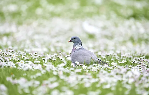 Summer, bird, glade, dove, chamomile, spring, white, bokeh