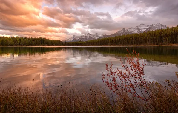 Picture forest, mountains, Canada, grass. Bush, glacial lake, Herbert