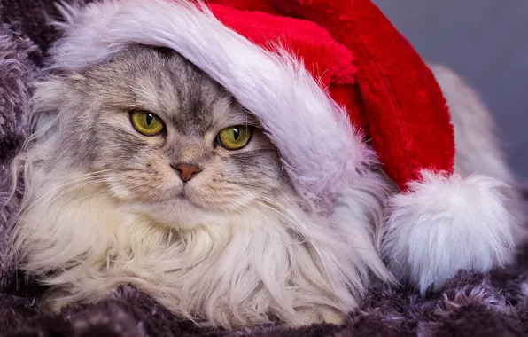 Cat, look, portrait, fluffy, muzzle, cap, Kote, kotofeich