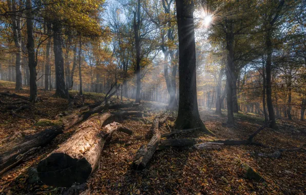 Autumn, forest, the sun, rays, light, fog, slope, log