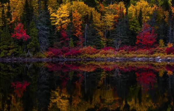 Autumn, forest, trees, lake, reflection, stones, shore, pond