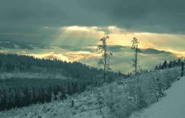 Forest, rays, snow