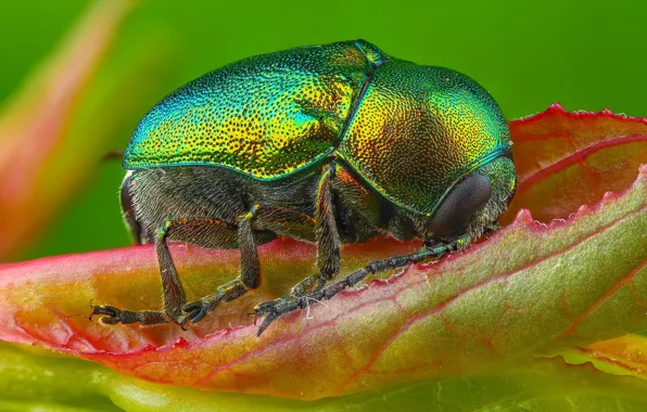 Macro, green, background, leaf, beetle, insect, brilliant, hairy abdomen