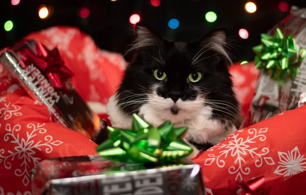 Cat, cat, look, pose, black, Christmas, New year, face
