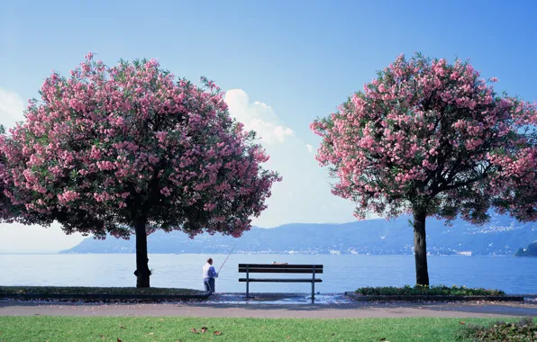 Flowers, bench, lake, tree, fisherman, Sakura
