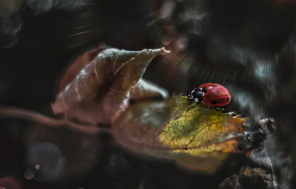 Picture macro, rays, nature, sheet, ladybug, beetle, art, bokeh