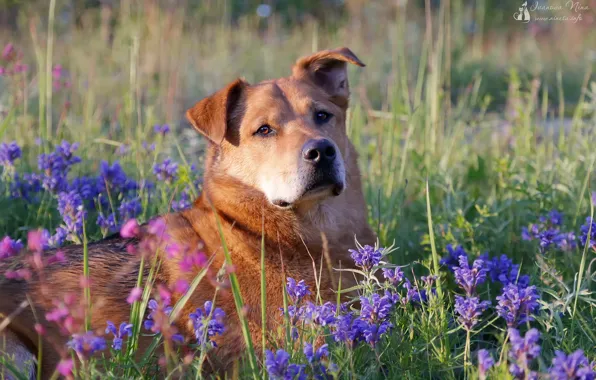 Animals, portrait, Dog