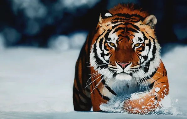 Winter, look, tiger