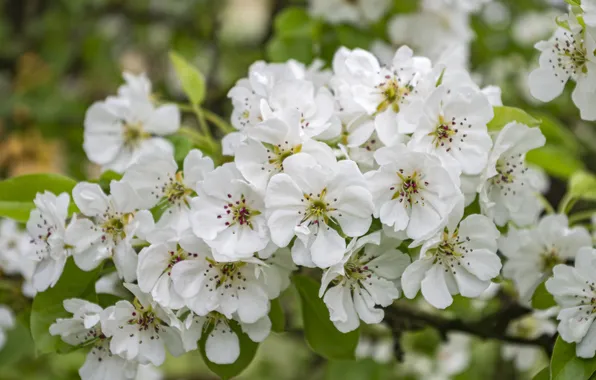 Flowers, branch, spring, garden, pear, white, flowering, a lot