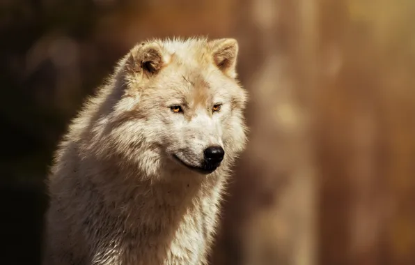 Background, wool, Arctic wolf