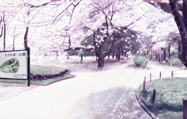 Park, map, petals, Trees, Sakura