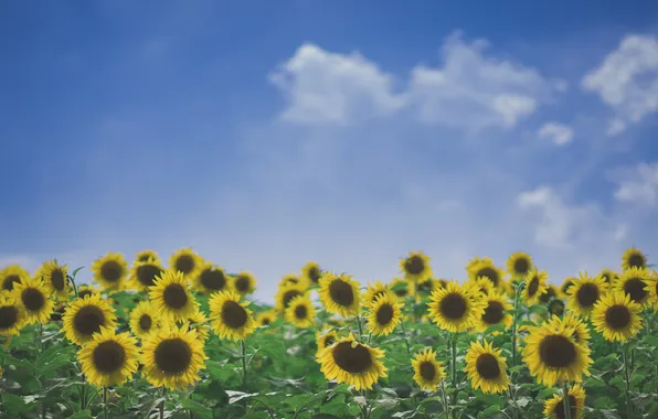 Field, the sky, clouds, sunflowers, field of sunflowers