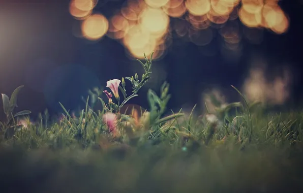 Grass, leaves, petals, buds, bokeh, wild flower