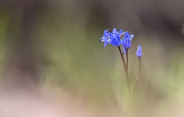 Flowers, blue, blur, buds