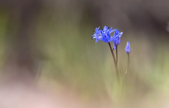 Picture flower, blue, blur, buds