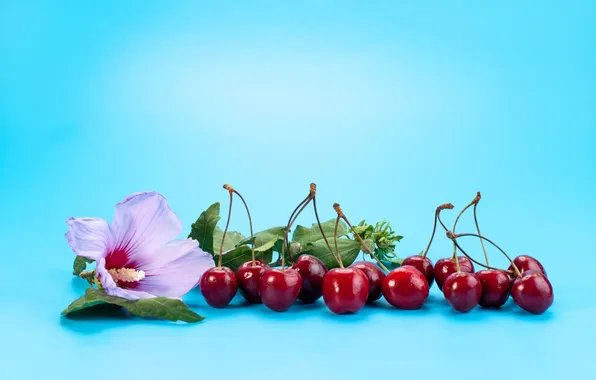 Flower, leaves, cherry, berries, cherry, blue background