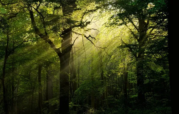 Forest, trees, sunlight