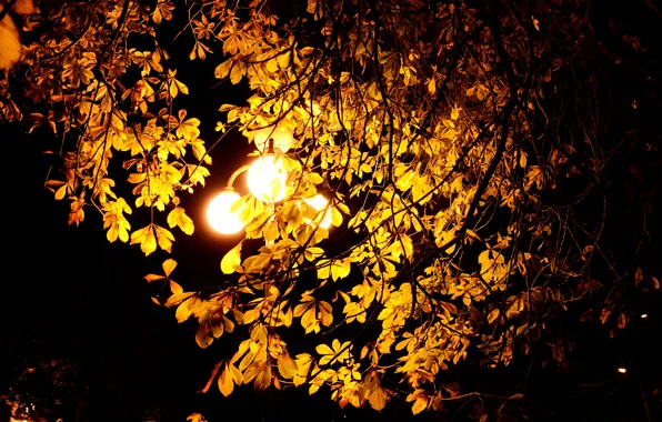 Autumn, leaves, light, night, Wallpaper, lantern, chestnut