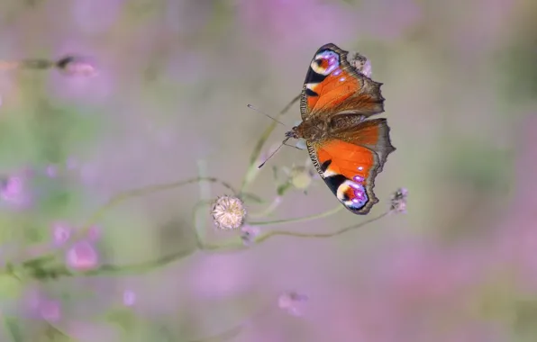 Macro, butterfly, pink background, stems, bokeh, Emperor moth