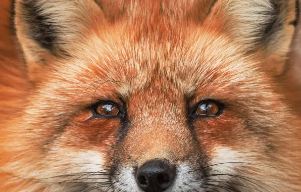 Picture portrait, Fox, Fox, red face