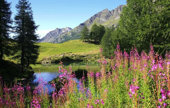 Picture field, forest, the sky, grass, clouds, trees, landscape, flowers